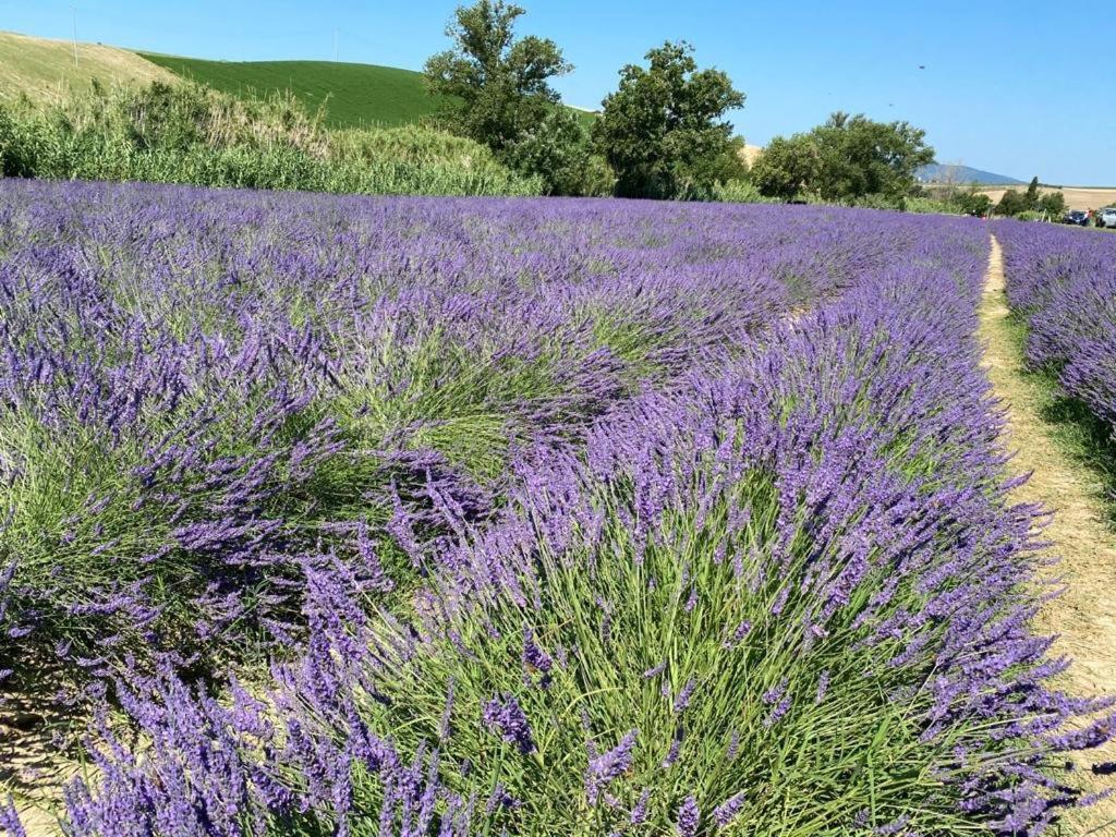 Podere Il Mulino Pieve di Santa Luce Εξωτερικό φωτογραφία